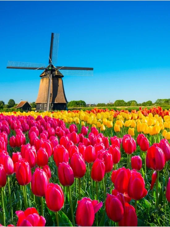 Spring Mood🌷 - Picture 1 of 1